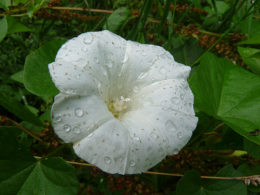 Unique grande fleur blanche (jusque 6 ou 7 cm de diamètre). Agrandir dans une nouvelle fenêtre ou onglet)